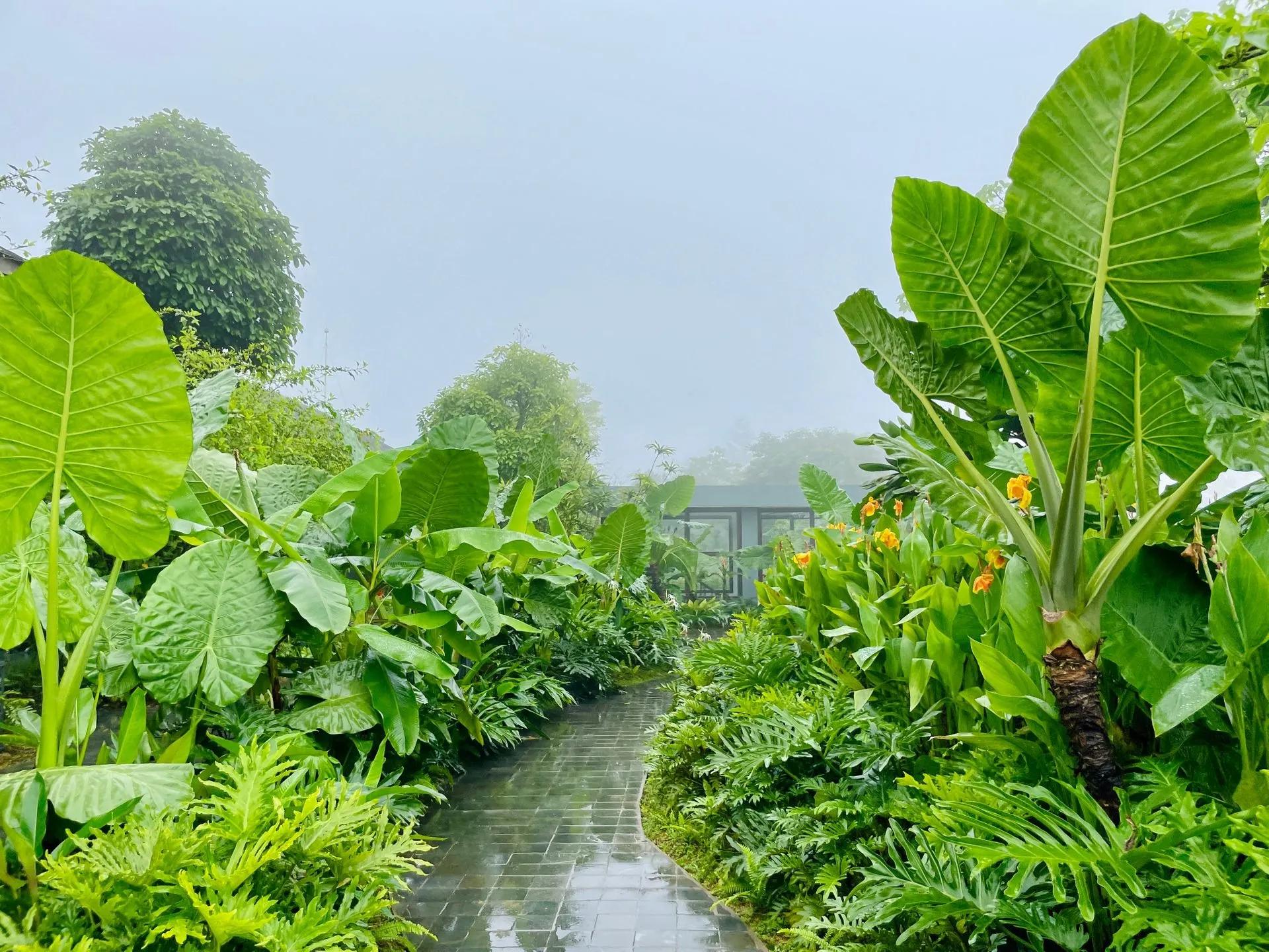 Lush, leafy pathway at Amour Resort Ba Vi.