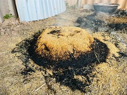 Image of mudfish buried in straw, a traditional cooking method.