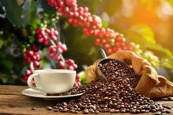 Savor the flavors of Vietnamese coffee amidst the dreamy landscape of Central Highlands.