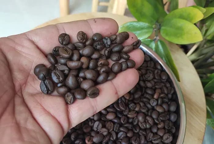 A handful of freshly roasted coffee beans, showcasing the freshness and rich aroma of pure coffee.